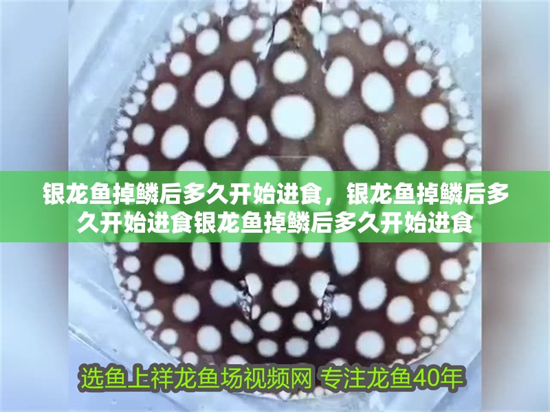 銀龍魚掉鱗后多久開始進食，銀龍魚掉鱗后多久開始進食銀龍魚掉鱗后多久開始進食