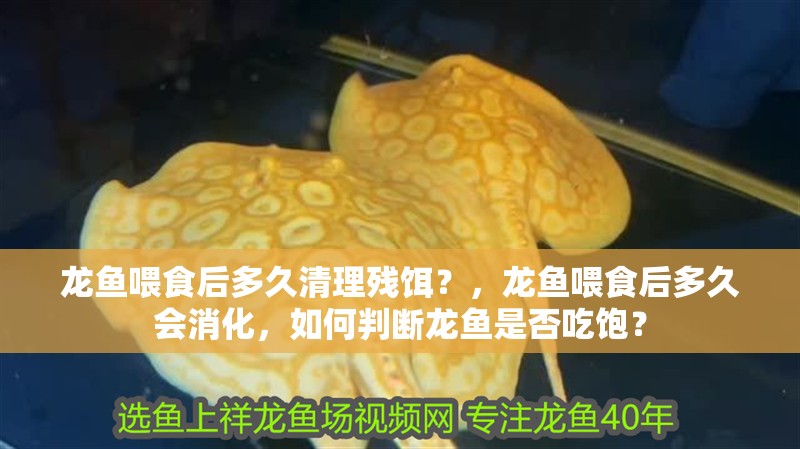 龍魚喂食后多久清理殘餌？，龍魚喂食后多久會(huì)消化，如何判斷龍魚是否吃飽？