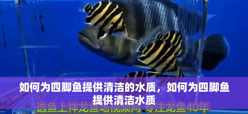 如何為四腳魚提供清潔的水質，如何為四腳魚提供清潔水質
