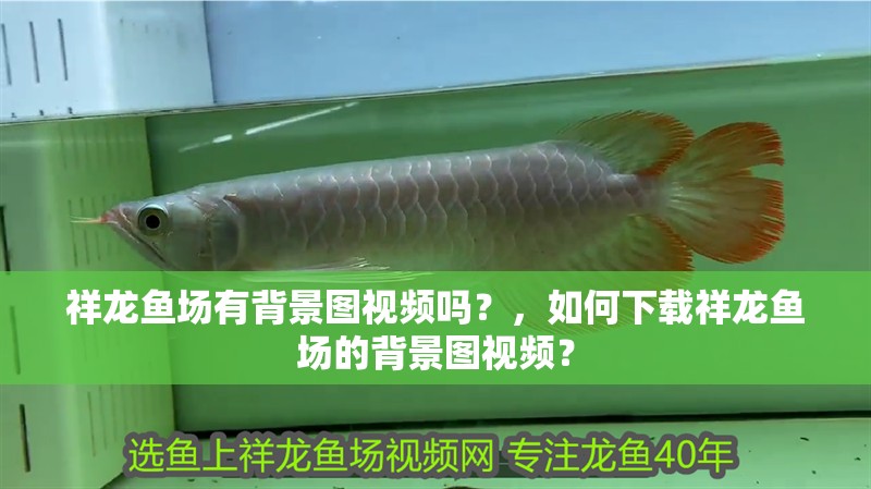 祥龍魚場有背景圖視頻嗎？，如何下載祥龍魚場的背景圖視頻？
