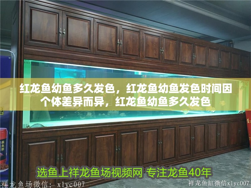 紅龍魚幼魚多久發(fā)色，紅龍魚幼魚發(fā)色時(shí)間因個(gè)體差異而異，紅龍魚幼魚多久發(fā)色