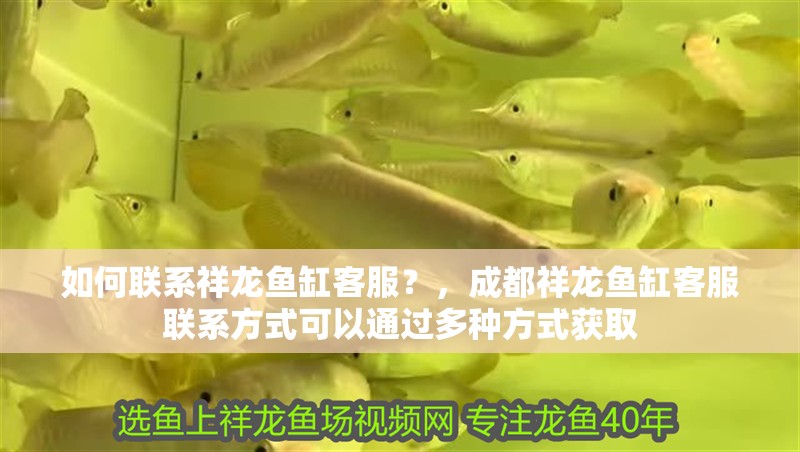 如何聯(lián)系祥龍魚缸客服？，成都祥龍魚缸客服聯(lián)系方式可以通過多種方式獲取