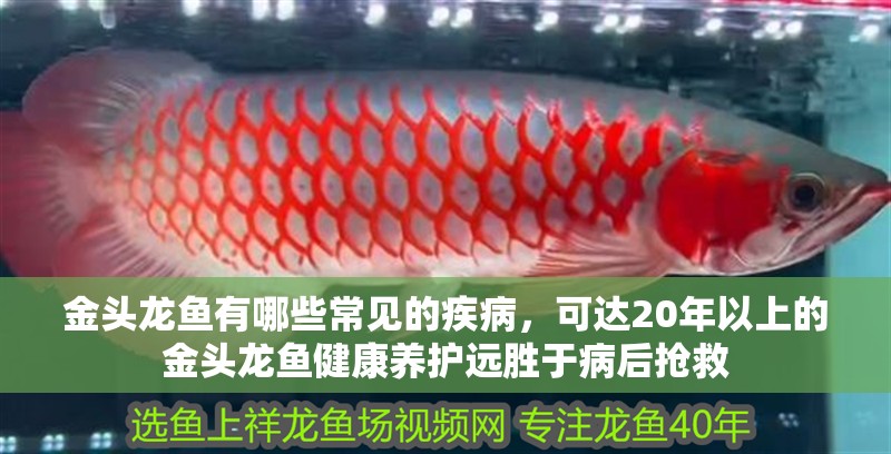 金頭龍魚有哪些常見的疾病，可達20年以上的金頭龍魚健康養護遠勝于病后搶救