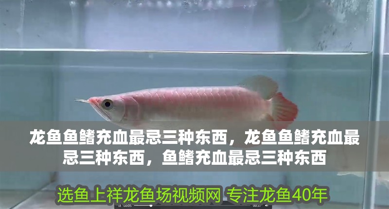 龍魚魚鰭充血最忌三種東西，龍魚魚鰭充血最忌三種東西，魚鰭充血最忌三種東西