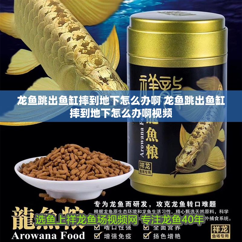 龍魚跳出魚缸摔到地下怎么辦啊 龍魚跳出魚缸摔到地下怎么辦啊視頻