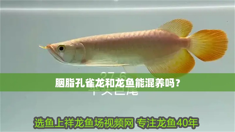 胭脂孔雀龍和龍魚能混養嗎？