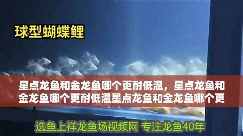 星點龍魚和金龍魚哪個更耐低溫，星點龍魚和金龍魚哪個更耐低溫星點龍魚和金龍魚哪個更耐低溫