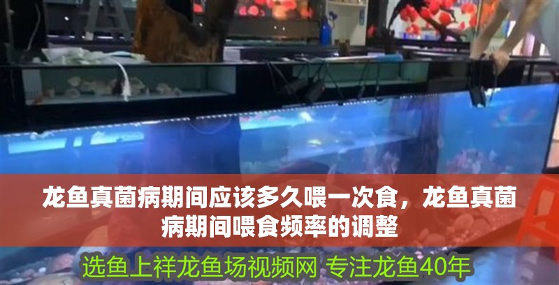 龍魚真菌病期間應該多久喂一次食，龍魚真菌病期間喂食頻率的調整