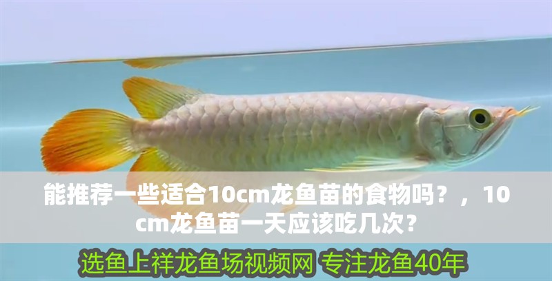 能推薦一些適合10cm龍魚苗的食物嗎？，10cm龍魚苗一天應該吃幾次？