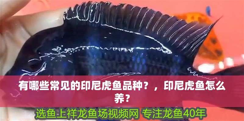 有哪些常見的印尼虎魚品種？，印尼虎魚怎么養？