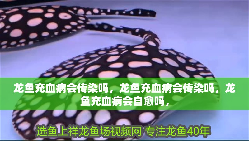 龍魚充血病會傳染嗎，龍魚充血病會傳染嗎，龍魚充血病會自愈嗎，
