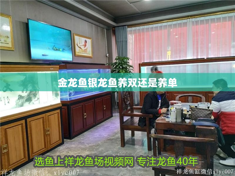 金龍魚銀龍魚養(yǎng)雙還是養(yǎng)單 龍魚百科 第2張 金龍魚銀龍魚養(yǎng)雙還是養(yǎng)單 金龍魚銀龍魚養(yǎng)雙還是養(yǎng)單 龍魚百科 第2張
