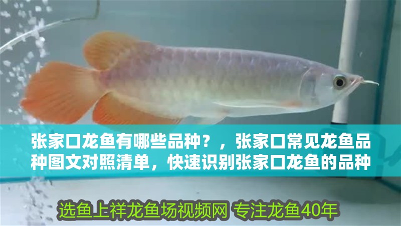 張家口龍魚有哪些品種？，張家口常見龍魚品種圖文對照清單，快速識別張家口龍魚的品種