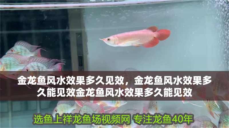 金龍魚風水效果多久見效，金龍魚風水效果多久能見效金龍魚風水效果多久能見效