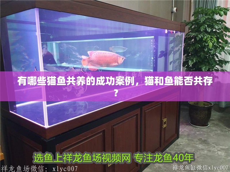 有哪些貓魚共養的成功案例，貓和魚能否共存？
