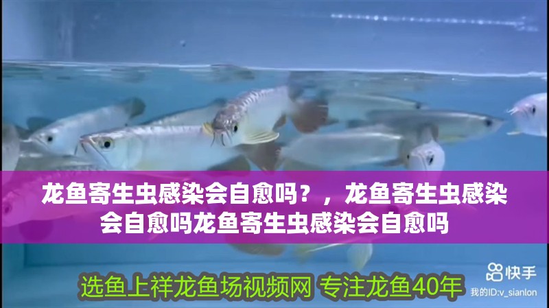 龍魚寄生蟲感染會自愈嗎？，龍魚寄生蟲感染會自愈嗎龍魚寄生蟲感染會自愈嗎