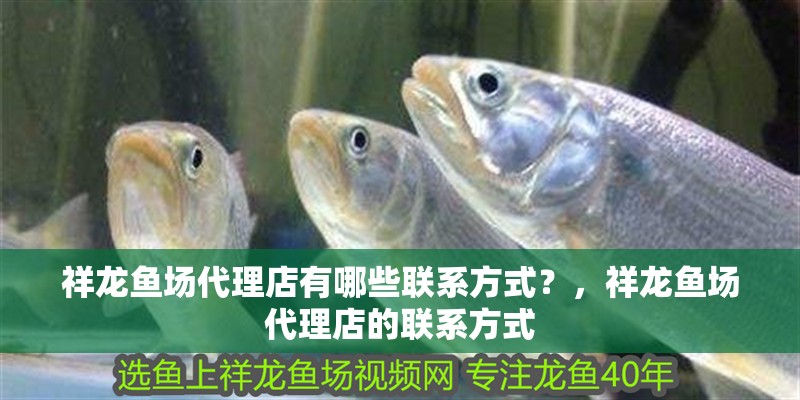 祥龍魚場代理店有哪些聯(lián)系方式？，祥龍魚場代理店的聯(lián)系方式