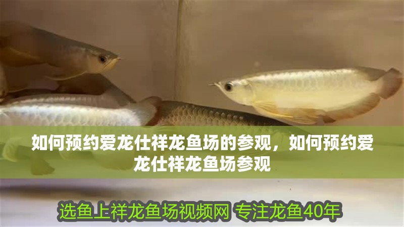 如何預(yù)約愛(ài)龍仕祥龍魚(yú)場(chǎng)的參觀，如何預(yù)約愛(ài)龍仕祥龍魚(yú)場(chǎng)參觀