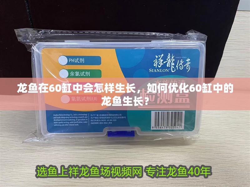 龍魚在60缸中會怎樣生長，如何優化60缸中的龍魚生長？