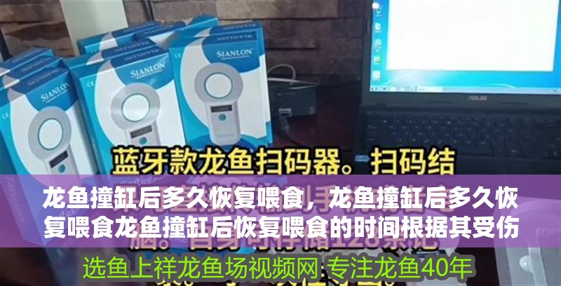 龍魚撞缸后多久恢復喂食，龍魚撞缸后多久恢復喂食龍魚撞缸后恢復喂食的時間根據(jù)其受傷程度和應激反應綜合判斷