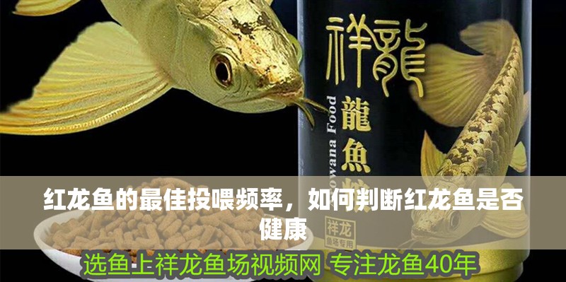 紅龍魚的最佳投喂頻率，如何判斷紅龍魚是否健康