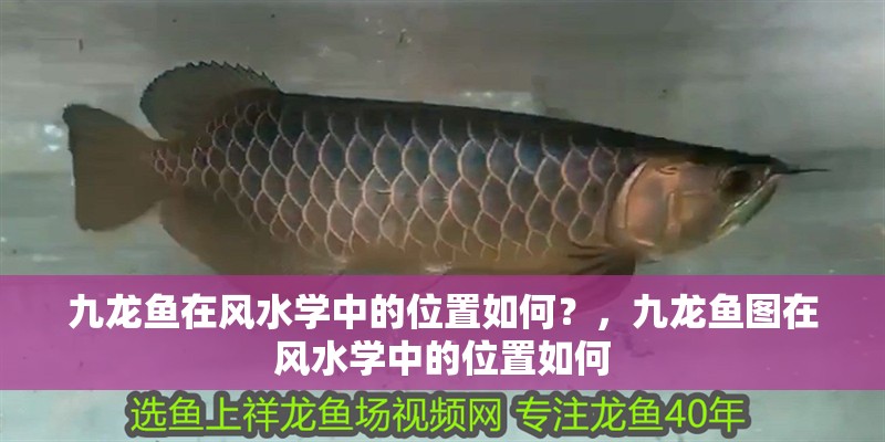 九龍魚在風水學中的位置如何？，九龍魚圖在風水學中的位置如何