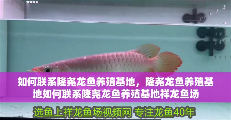 如何聯系隆堯龍魚養殖基地，隆堯龍魚養殖基地如何聯系隆堯龍魚養殖基地祥龍魚場