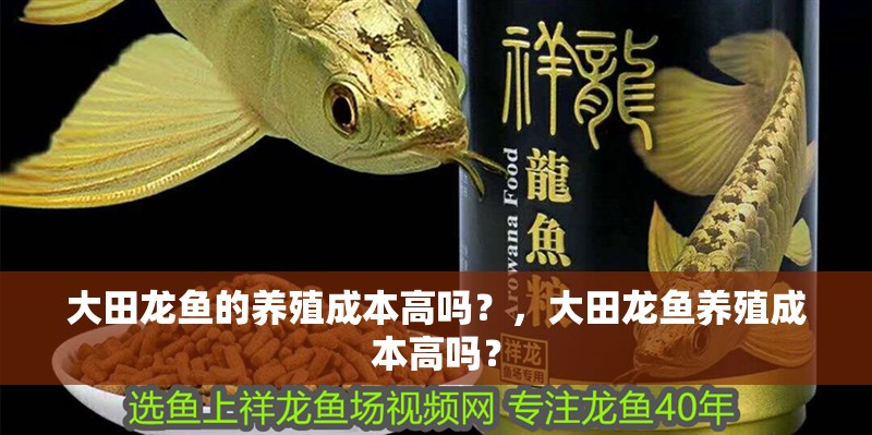 大田龍魚的養殖成本高嗎？，大田龍魚養殖成本高嗎？