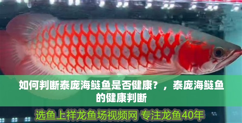 如何判斷泰龐海鰱魚是否健康？，泰龐海鰱魚的健康判斷