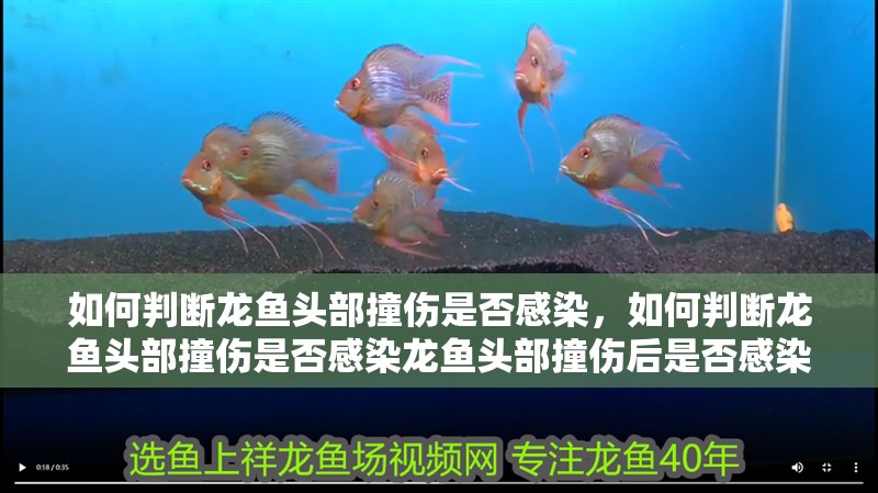 如何判斷龍魚頭部撞傷是否感染，如何判斷龍魚頭部撞傷是否感染龍魚頭部撞傷后是否感染