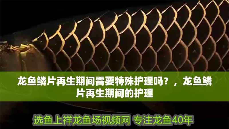 龍魚鱗片再生期間需要特殊護理嗎？，龍魚鱗片再生期間的護理