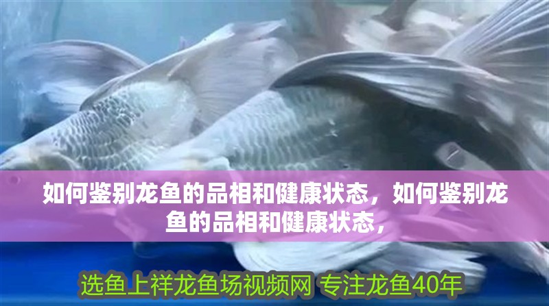 如何鑒別龍魚的品相和健康狀態，如何鑒別龍魚的品相和健康狀態，