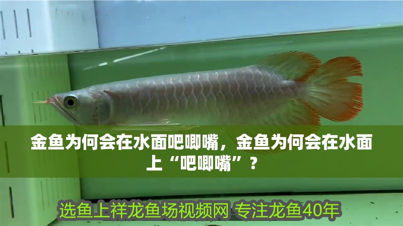 金魚為何會在水面吧唧嘴，金魚為何會在水面上“吧唧嘴”？