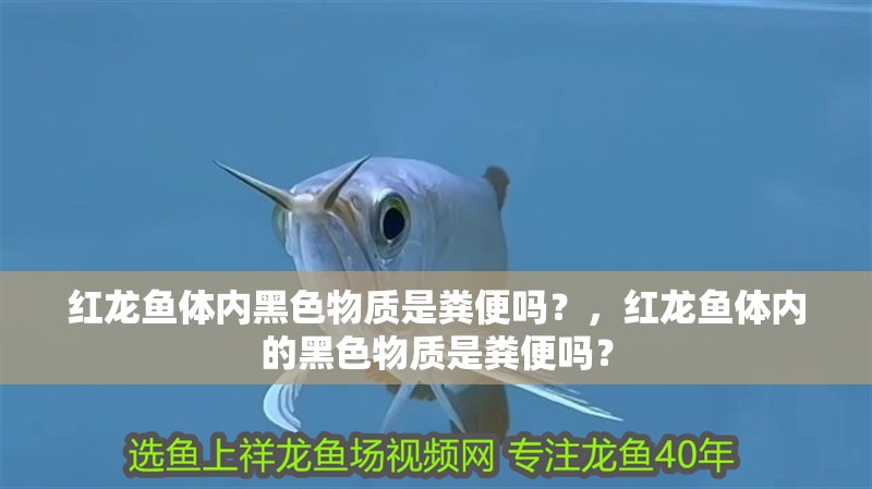 紅龍魚體內黑色物質是糞便嗎？，紅龍魚體內的黑色物質是糞便嗎？