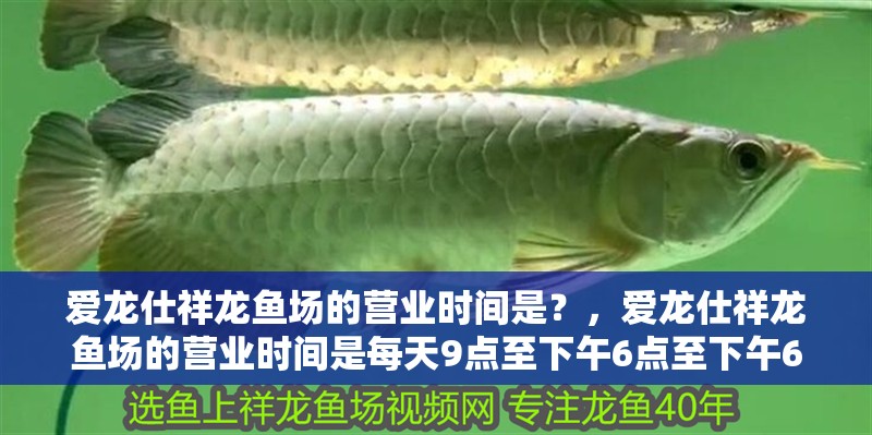 愛龍仕祥龍魚場的營業時間是？，愛龍仕祥龍魚場的營業時間是每天9點至下午6點至下午6點
