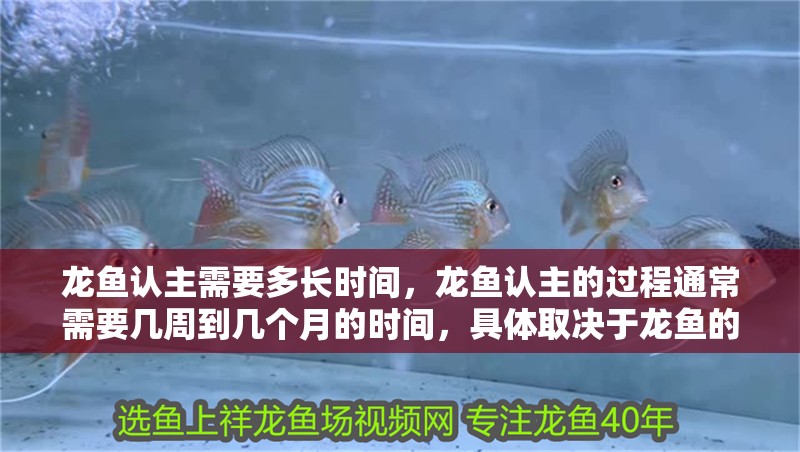 龍魚認主需要多長時間，龍魚認主的過程通常需要幾周到幾個月的時間，具體取決于龍魚的品種、年齡和健康狀況
