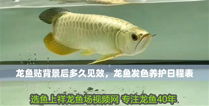 龍魚(yú)貼背景后多久見(jiàn)效，龍魚(yú)發(fā)色養(yǎng)護(hù)日程表