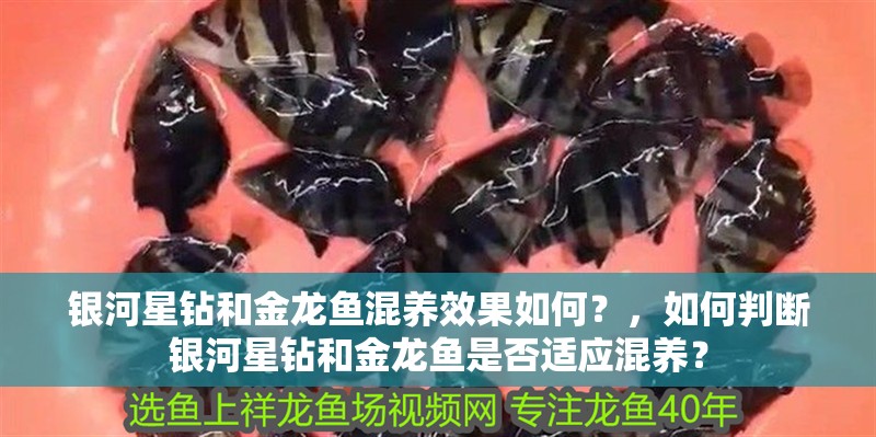 銀河星鉆和金龍魚混養效果如何？，如何判斷銀河星鉆和金龍魚是否適應混養？
