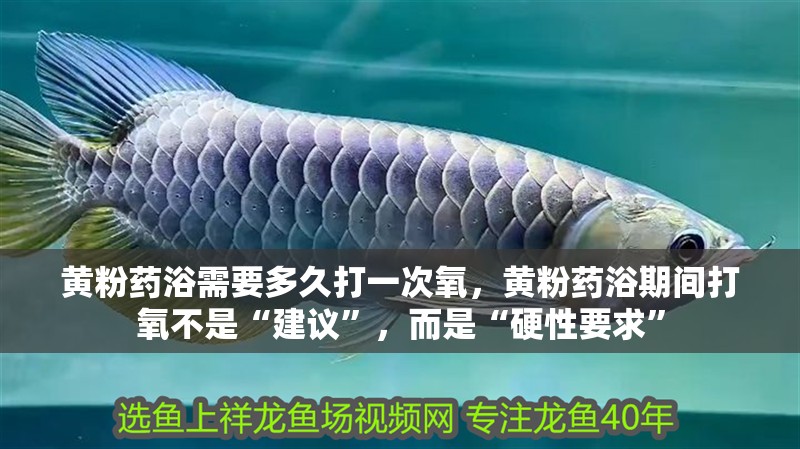 黃粉藥浴需要多久打一次氧，黃粉藥浴期間打氧不是“建議”，而是“硬性要求”