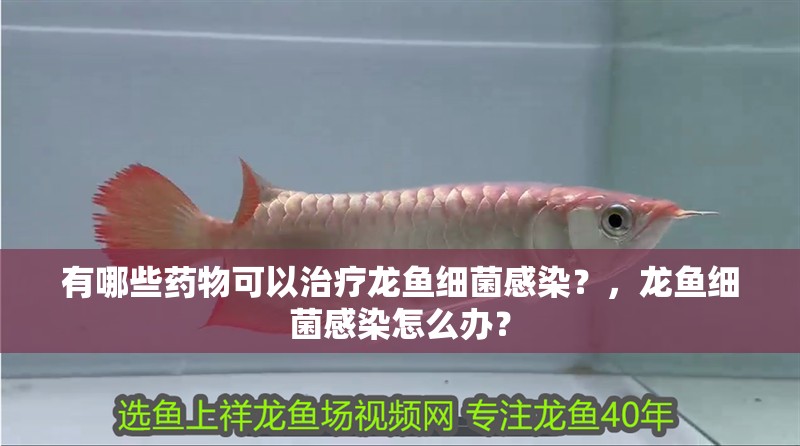 有哪些藥物可以治療龍魚細菌感染？，龍魚細菌感染怎么辦？