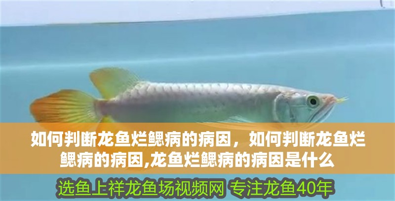 如何判斷龍魚爛鰓病的病因，如何判斷龍魚爛鰓病的病因,龍魚爛鰓病的病因是什么