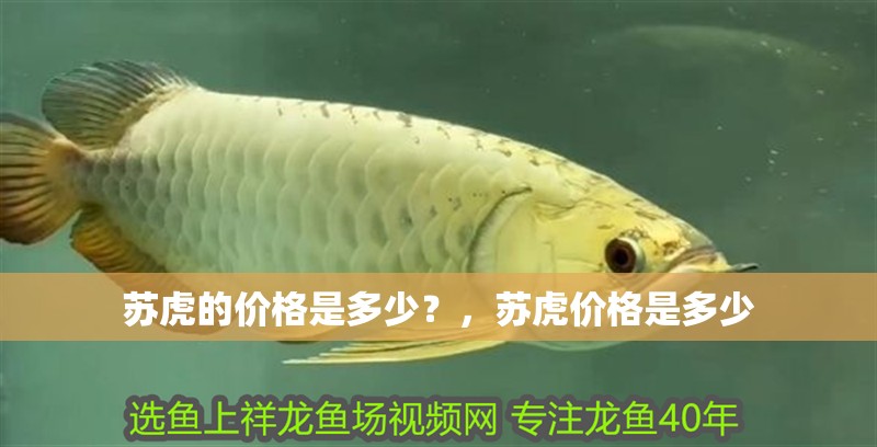 蘇虎的價格是多少？，蘇虎價格是多少