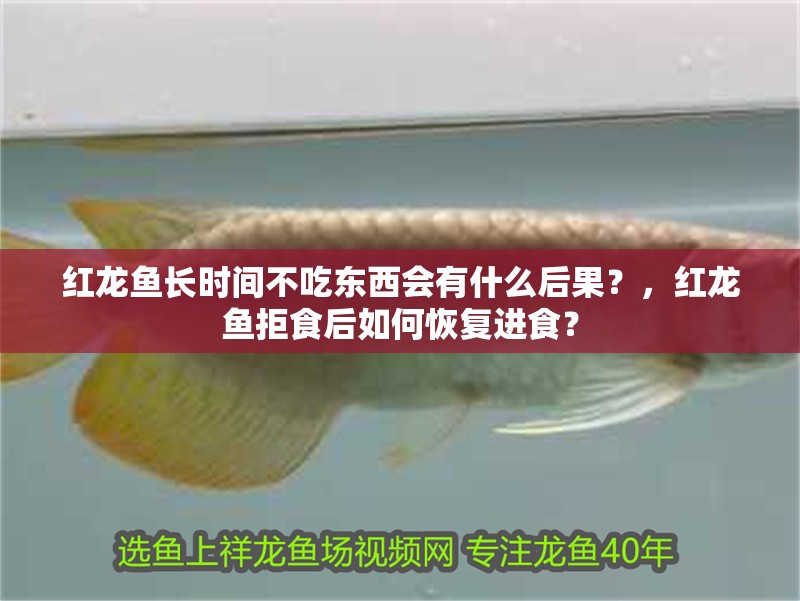 紅龍魚長時間不吃東西會有什么后果？，紅龍魚拒食后如何恢復進食？