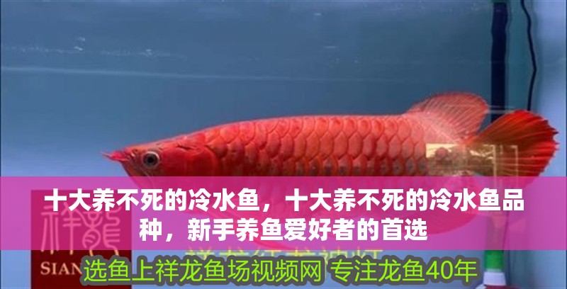 十大養不死的冷水魚，十大養不死的冷水魚品種，新手養魚愛好者的首選