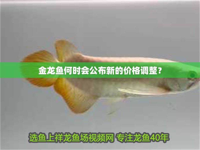 金龍魚何時會公布新的價格調整？