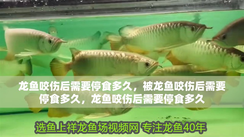 龍魚咬傷后需要停食多久，被龍魚咬傷后需要停食多久，龍魚咬傷后需要停食多久