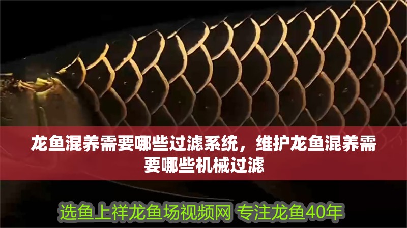 龍魚(yú)混養(yǎng)需要哪些過(guò)濾系統(tǒng)，維護(hù)龍魚(yú)混養(yǎng)需要哪些機(jī)械過(guò)濾