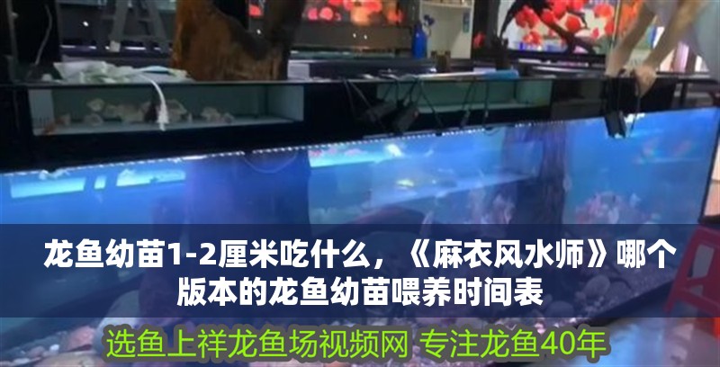 龍魚幼苗1-2厘米吃什么，《麻衣風水師》哪個版本的龍魚幼苗喂養時間表