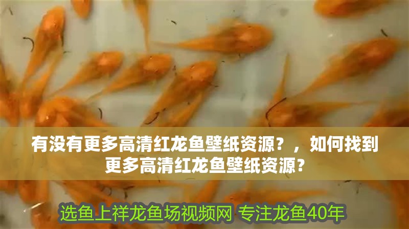 有沒有更多高清紅龍魚壁紙資源？，如何找到更多高清紅龍魚壁紙資源？