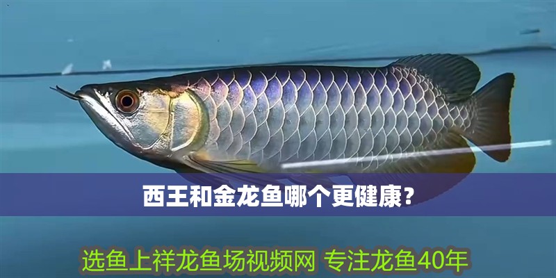西王和金龍魚哪個更健康？